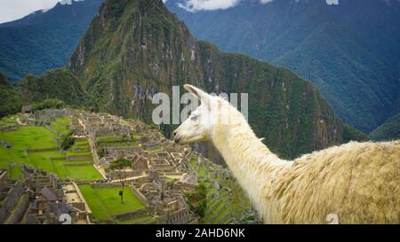 Llama salvajes en la ciudad de Machu Picchu. Foto de stock