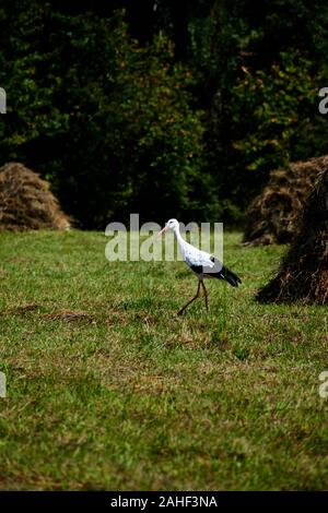 Stork se pone sobre hierba verde. Hermoso paisaje. Foto de stock