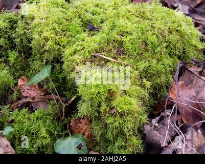 Ferny, amarillo-verde tri-pinnadas frondas del Reino Unido de briofitas woodland, tamarisco común-Moss, Thuidium tamariscinum Foto de stock