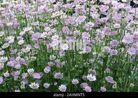 Grupo grande de Gran masterwort Astrantia gran florecimiento en un jardín.