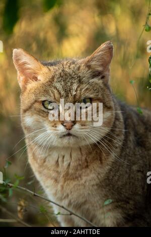 Gato salvaje africano, Felis silvestris lybica, Emdoneni, Sudáfrica Foto de stock