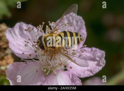Macho con bandas comunes, Syrphus ribesii hoverfly alimentándose de escaramujo en flor, en el jardín de vida silvestre, Norfolk. Foto de stock