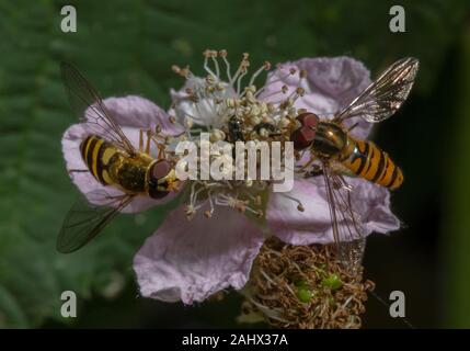 Marmalade hoverfly Episyrphus balteatus y común, bandas, Syrphus ribesii hoverfly, alimentándose de escaramujo en flor en el jardín de vida silvestre, Norfolk. Foto de stock