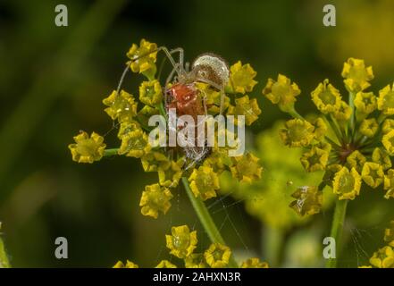 Caramelos comunes a rayas, araña Enoplognatha ovata con soldado rojo común escarabajo, como presa de la alcachofa silvestre, Pastinaca sativa. Dorset.