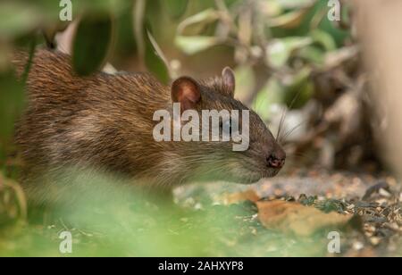Brown, rata Rattus norvegicus, alimentando el jardín debajo de un pájaro, en Dorset. Foto de stock