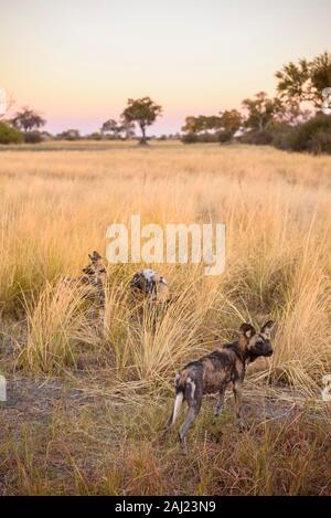 Perro salvaje africano (pintados de Wolf) (Lycaon pictus), Bushman Llanos, el delta del Okavango, Botswana, África Foto de stock