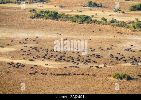 Vista aérea de una manada de búfalos africanos (Cabo de búfalo) (Syncerus caffer), Macatoo, Delta del Okavango, Botswana, África Foto de stock