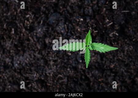 Vista superior de la planta de cannabis plántulas en la tierra en el fondo del suelo Foto de stock