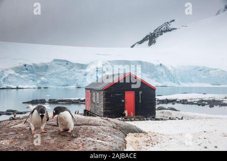 Pingüinos Gentoo en Puerto Lockroy (oficina de correos), pingüinos de la Antártida
