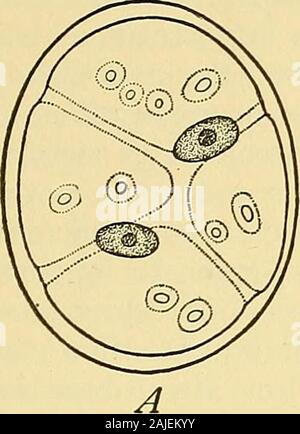 https://l450v.alamy.com/450ves/2ajekyy/la-celula-en-desarrollo-y-herencia-la-sucesion-para-formar-organos-twopolar-nucleos-que-se-degeneran-tras-la-reduccion-en-formas-unicelulares-279-que-los-nucleos-germinales-unite-fig-139-si-una-reduccion-en-el-numero-de-cromosomas-se-produce-en-estos-casos-no-era-determinado-2ajekyy.jpg