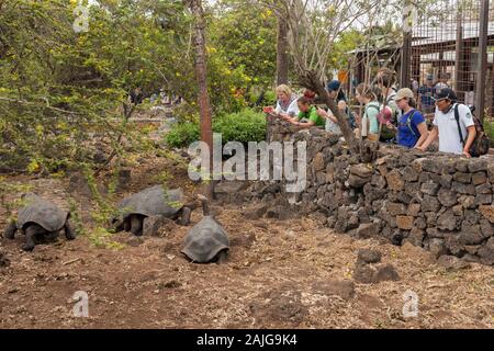 Tortugas gigantes en el Centro de Investigación Charles Darwin en la isla Santa Cruz, Galápagos, Ecuador. Foto de stock