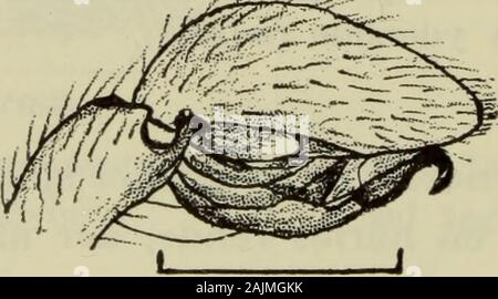 Danmarks fauna; illustrerede haandbøger más Den Danske dyreverden.. . Q5mm. Fig. 176. Zora Epigynet nemoralis ?:.. Foto de stock