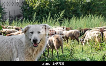 Maremma perro pastor o Maremmano perro Abruzzese en primer plano con rebaño de ovejas en el fondo