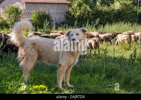 El perro pastor Maremma con rebaño de ovejas pastando en el fondo en el campo de la región italiana Lazio