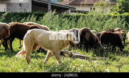 El perro pastor maremma y la rebaño de ovejas pastando en un campo en septiembre en la región italiana del Lacio