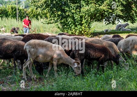 Rebaño de ovejas de raza mixta Massese y Sarda pastan en un campo de hierba en el primer plano con el pastor y Maremma Sheepdogs en el fondo