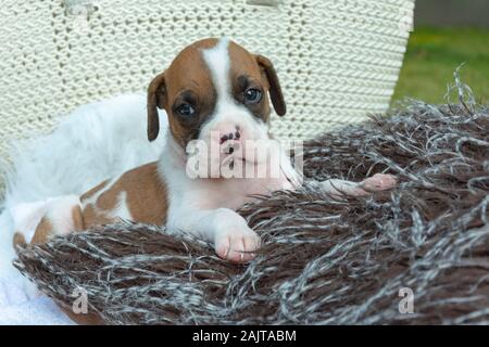 Blanco-marrón cachorro boxer, recostado sobre la almohada