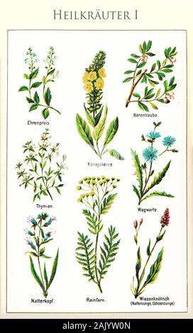 Asistencia sanitaria: ilustración a color de las principales plantas