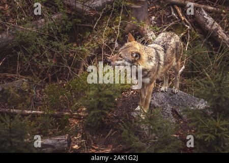 Lobo en el bosque - lobo de pie sobre una piedra grande, musgo y árboles alrededor Foto de stock