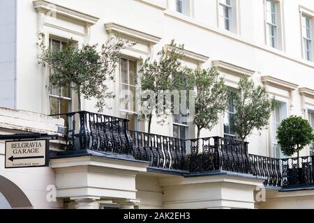 Los árboles en macetas en los balcones en el sur de Eaton Place, Belgravia, Londres, Inglaterra Foto de stock