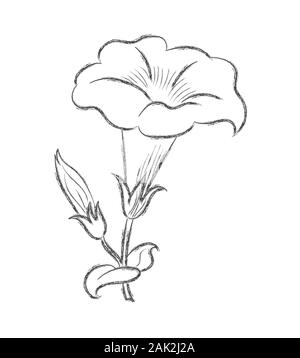 Dibujo a Lápiz de la silueta de una flor con pétalos. Un estilo  Doodle-esquema está aislado en un fondo blanco. Diseño plano para postales,  la coloración Imagen Vector de stock - Alamy