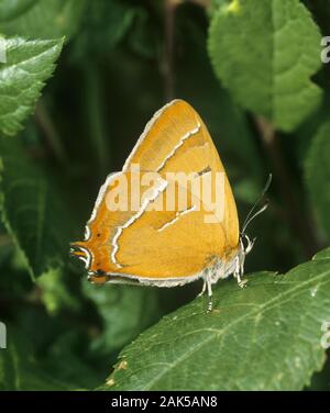Brown Hairstreak Thecla betulae envergadura 40-50 mm. Una mariposa y un letargo lento flier; a menudo prefiere caminar sobre el follaje, en lugar de volar. Adul Foto de stock