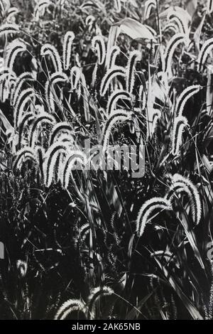 Fina fotografía extrema en blanco y negro de los años setenta de un campo lleno de hierbas ornamentales miscanthus