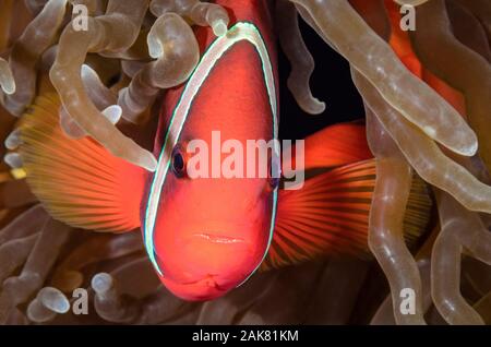 Tomate femenino anemonefish, Amphiprion frenatus, Anilao, Batangas, Filipinas, el Pacífico