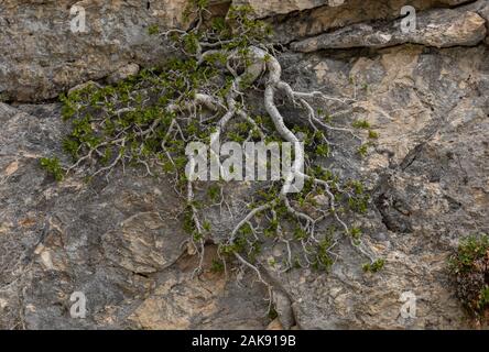 Enano, espino cerval rhamnus pumila; Postrado bush en flor y fruto, sobre roca caliza. Alpes Marítimos. Foto de stock