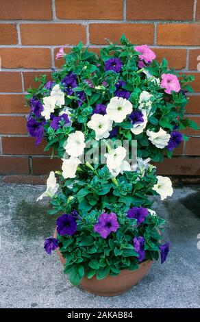 Petunias mixtas de púrpura, rosa y blanco creciendo en plantadores de  flores en verano. Ropa de cama ideal, cesta o planta contenedora Fotografía  de stock - Alamy