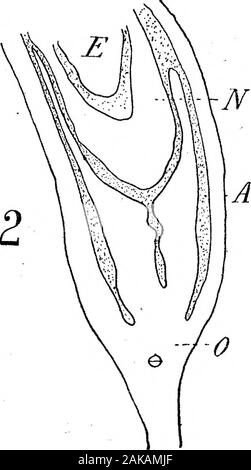 La anatomía y la morfología de las hojas e inflorescencias de Welwitschia mirabilis . Foto de stock