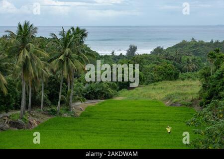 Un arrozal en Dulan, condado Taitung, Taiwán Foto de stock