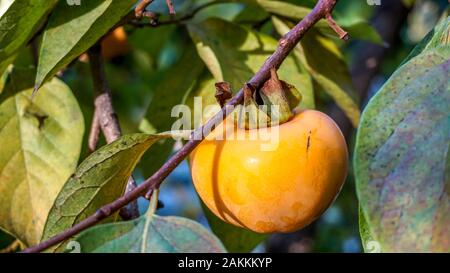 Caqui fruta en una rama del árbol closeup Foto de stock