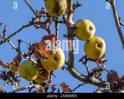 Las ramas de los árboles de manzana con frutas Foto de stock