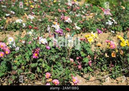 Flores de margarita de colores plantadas en un jardín de flores Foto de stock