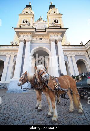 Caballos en frente de la Catedral de Brixen esperando su próxima gira, Brixen, Tirol, Italia Foto de stock