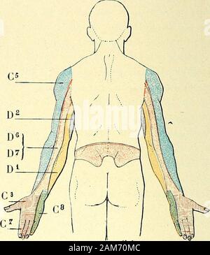 Anatomie muscles du dos - Body Burn