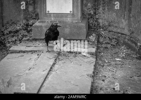 Una imagen depresiva de un cuervo de pie sobre la tumba de un cementerio. Foto de stock