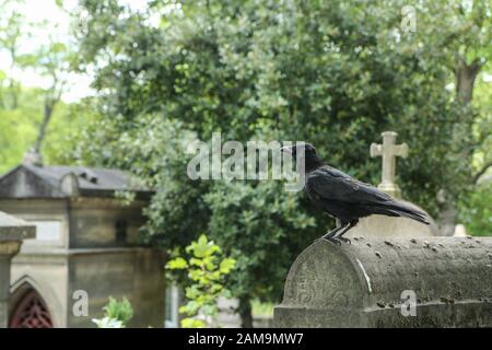 Una imagen depresiva de un cuervo de pie sobre la tumba de un cementerio. Foto de stock