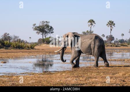 Elefante africano masculino, Loxodonta africana, usando un collar de rastreo, Macatoo, Okavango Delta, Botswana