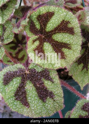 Begonia cruz de hierro fotografías e imágenes de alta resolución - Alamy