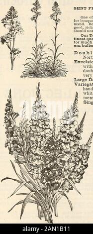 R & J Farquhar & Co catálogo 1894 : semillas probadas confiables plantas bulbos fertilizantes herramientas etc . 66 Pi. & J. Farquhar & Co., Comerciantes de semillas, Boston. PiiOWEHlflQ BUliBS. PARA LA SIEMBRA DE PRIMAVERA. TUBEROSAS, DOCENA ENVIADA GRATUITAMENTE POR CORREO A SINQIJE ANDPRICES. Una de las flores más deliciosamente fragantes. Invaluablepara ramos, butonholes, y dondequiera que las flores cortadas estén en des-mand. Antes de macetas de las lámparas, extraer los pequeños offsets. Usegood, loam rico, y comenzar en una cama caliente o forzar-hoyo. No se debe colocar en el jardín hasta junio. Nuestros Bulbos Tuberosos son todos de Nortbern-crecidos y de la calidad más fina.