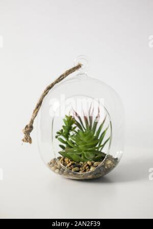 Mini jardín de suculentas en terrarios de vidrio sobre fondo blanco, formato vertical Foto de stock