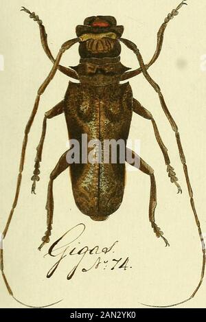 Entomologie, ou Histoire Naturelle des Insectes : avec leurs caractères génériques spécifiques et leur, descripción, leur synonymie, et leur enluminée .
