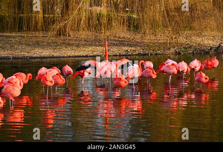 Un grupo de flamencos rosados de pie en un estanque Foto de stock