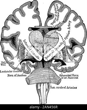 Conferencias sobre localización en enfermedades cerebrales, dictadas en el Faulté de médecine, París, 1875 . Tentar una descripción rigurosa ; propongo sólo trazar un esquema general, cuyo conocimiento es indispensable para la ourobject. Para simplificar una situación muy compleja, me limitaré al cerebro ; es decir, a esa masa de subancecomposed nervioso de dos hemisferios y situado en la extremidad superior de lo que se llaman los pedúnculos cerebrales (cruracerebri). Los dos hemisferios son casi simétricos, y tan cercanos idénticos en su estructura que lo que se pueda decir de theone puede, anat