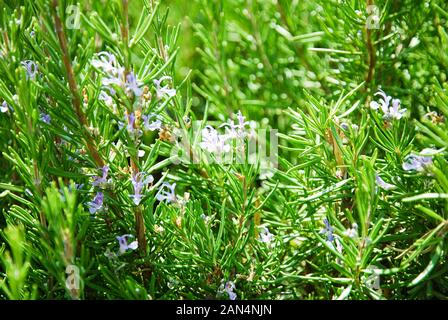 El romero (Rosmarinus Salvia o Rosmarinus officinalis L.) creciendo en la huerta Foto de stock