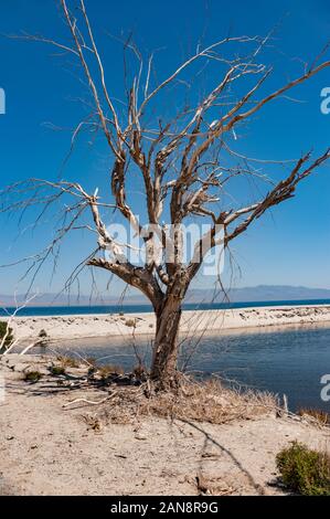 Árbol muerto en las orillas del Mar de Salton, en el sur de California Foto de stock