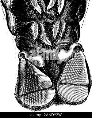 Una Cuenta De La Langosta Hermafrodita Presento A La Royal Society El Jueves Que La 7ª El Sr Fisher De Newgate Market Examinados Y Disecados En Cumplimiento De Una Orden De La Sociedad