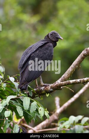 Un buitre negro en la selva tropical costarricense